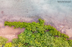 Physioshark, French Polynesia, Fieldwork, Mangroves, Sharks